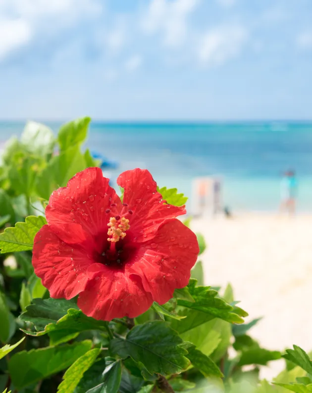 リゾートの写真